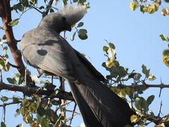 Corythaixoides concolor pallidiceps