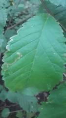 Stigmella lemniscella