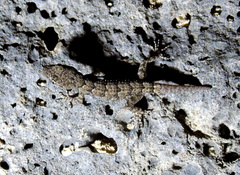 Mediodactylus
