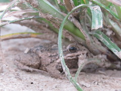 Leptodactylus podicipinus