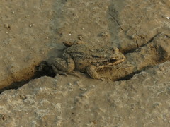 Leptodactylus podicipinus