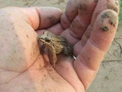 Leptodactylus podicipinus