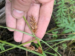 Carex exsiccata