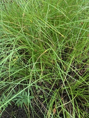 Carex exsiccata