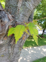 Zelkova