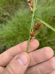 Carex exsiccata