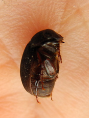 Maladera holosericea