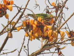 Brotogeris sanctithomae