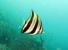 Chelmonops truncatus