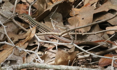 Aspidoscelis gularis