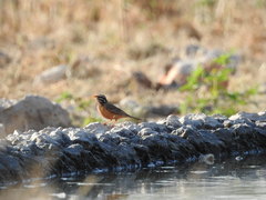 Emberiza tahapisi nivenorum