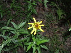 Tetragonotheca texana