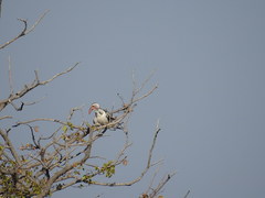 Tockus damarensis