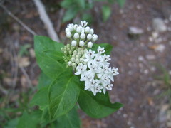 Asclepias texana