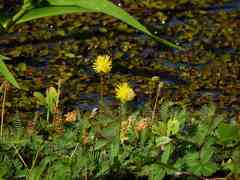 Neptunia oleracea