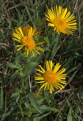 Pentanema britannica