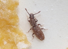 Oryzaephilus mercator