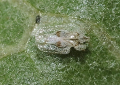 Corythucha confraterna