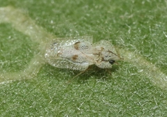 Corythucha confraterna