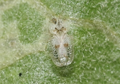 Corythucha confraterna