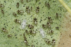 Corythucha confraterna