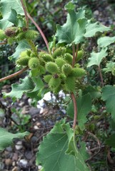 Xanthium orientale riparium