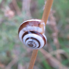 Helicella itala