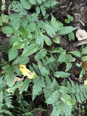 Prosartes lanuginosa