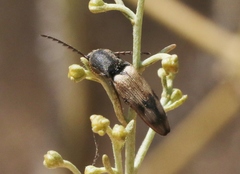 Megapenthes turbulentus