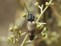 Megapenthes turbulentus