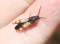 Megapenthes turbulentus