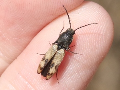 Megapenthes turbulentus