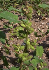 Xanthium orientale riparium