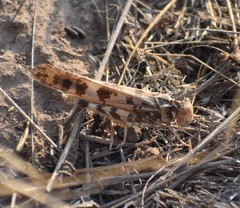 Dissosteira spurcata