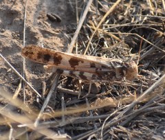 Dissosteira spurcata