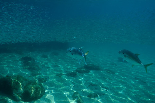 Photo of Pacific crevalle jack (Caranx caninus)