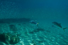 Caranx caninus