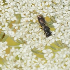 Hylaeus mesillae cressoni