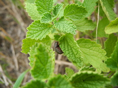 Maladera holosericea