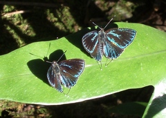Pilodeudorix baginei
