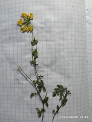 Lotus corniculatus