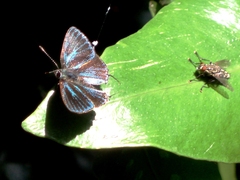 Pilodeudorix baginei