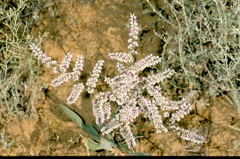 Goniolimon callicomum