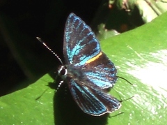 Pilodeudorix baginei