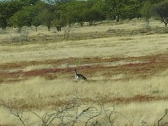 Otidiformes