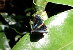 Pilodeudorix baginei