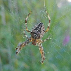 Araneus diadematus