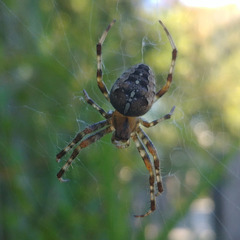 Araneus diadematus