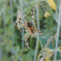 Araneus diadematus