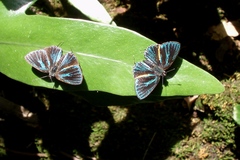 Pilodeudorix baginei